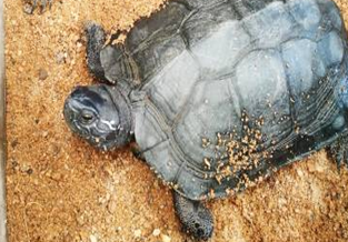 Black-necked Turtle