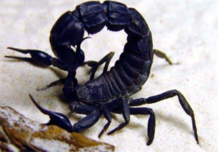 North African Black Fat-tailed Scorpion