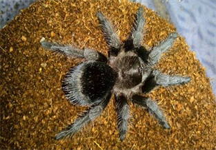 Brazilian Black