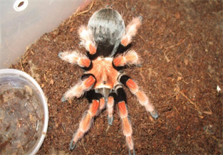 Mexican Fire Leg Spider