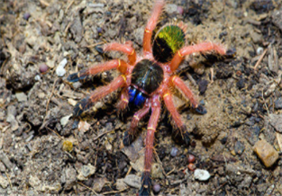 French Guiana Bluetooth Spider