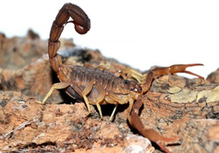 Congo Red Crocodile Back Scorpion