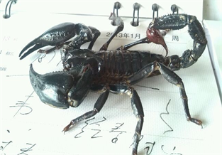 Asian Rainforest Scorpion