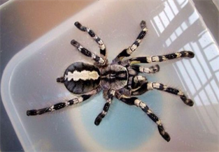 Stone red gorgeous rainforest spider