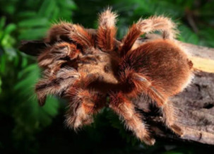 Red Rose Spider
