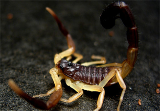 Iranian Black-tailed Scorpion