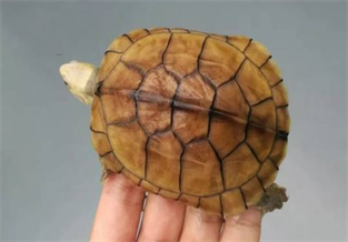 Yellow-throated Slider