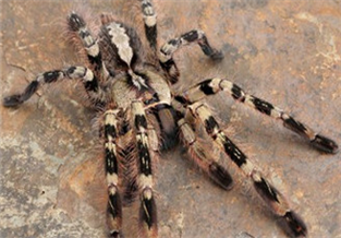 Peter's Gorgeous Rainforest Spider