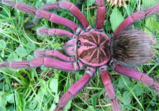 Brazilian Pink Bird-Eating Spider