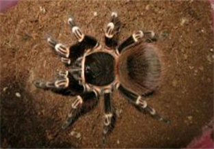 Giant Brazilian White-Kneed Spider