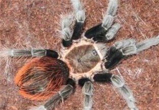 Brazilian white-legged red-tailed spider