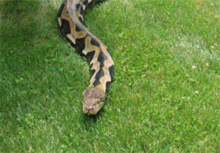Anaconda