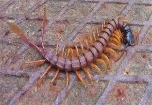 Feather-tailed centipede