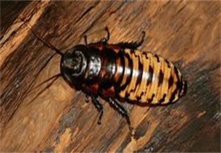 Tiger Cockroach