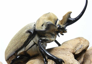 Hairy Elephant Cockroach