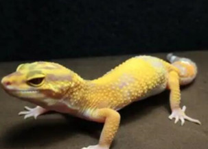 Leopard gecko
