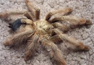 Golden Spider of Panama