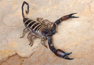 Flat Rock Scorpion