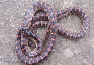 Red-tailed Snake