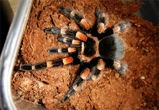 Mexican Giant Red Knee Tarantula