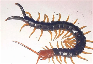 Puerto Rican Giant Centipede