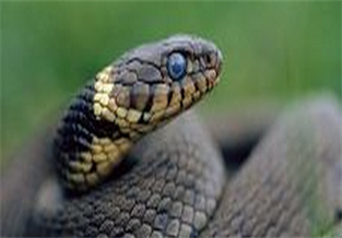 Chameleon snake