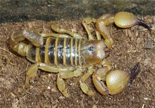 Three-colored Scorpion