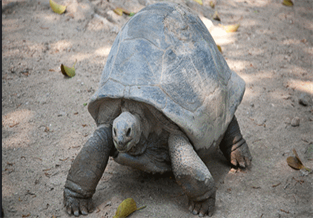 Aldabra giant tortoise