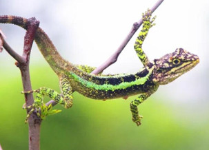 Lacerta agilis