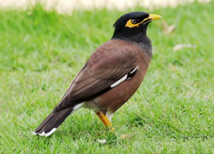 Mynah bird