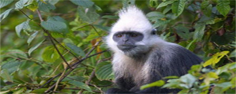 White-headed Leaf Monkey