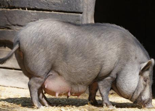 Vietnamese Pot-Bellied Pig