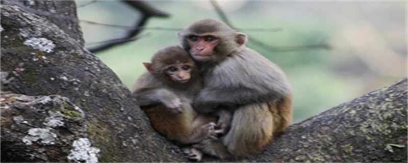 Rhesus Macaque