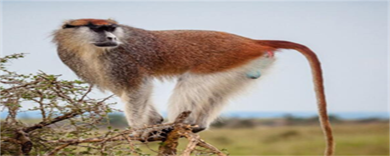 Red Monkey