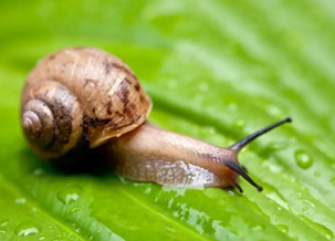 Snail