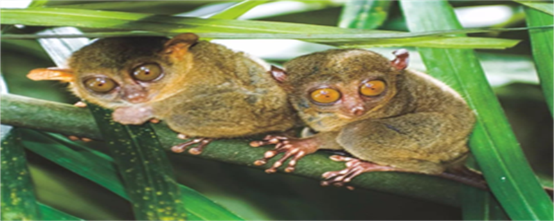 Loris