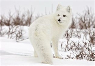 Arctic Fox