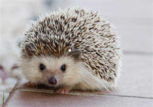 African Mini Hedgehog