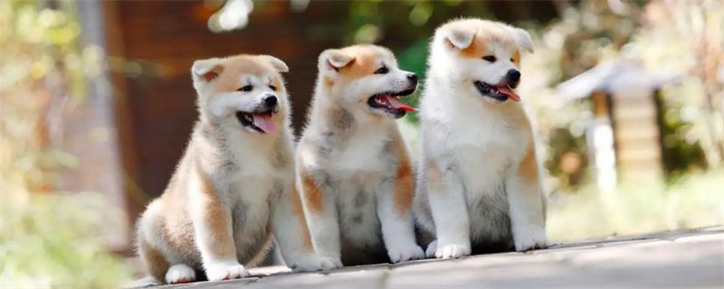 What to do if the Akita dog eats too much and has diarrhea