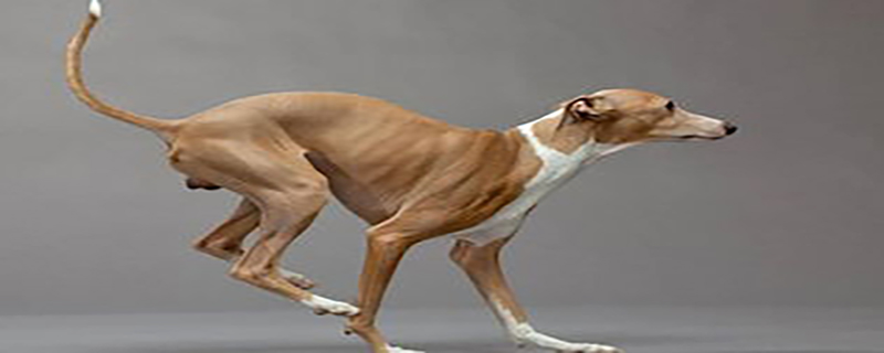 How to train a greyhound to be obedient