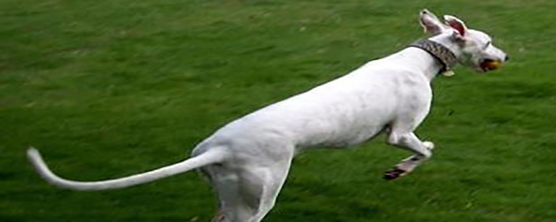 Are Magyar dogs aggressive?