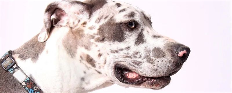 How to treat a dog with diarrhea for more than 30 days