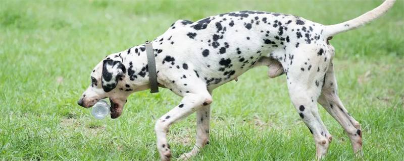 What are the hazards of not spaying/neutering dogs?