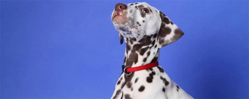 Can toilet water be used for dogs?