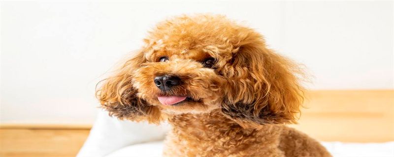 What to do if Teddy has a cold
