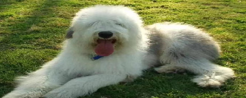 English ancient sheepdog sneeze what medicine to eat