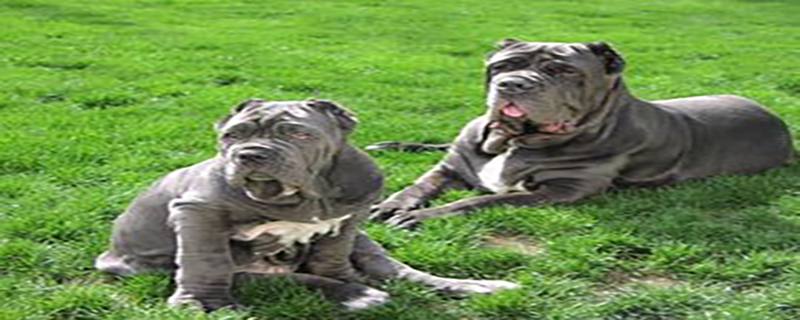 How to treat vomiting in twisted Bollidon dogs