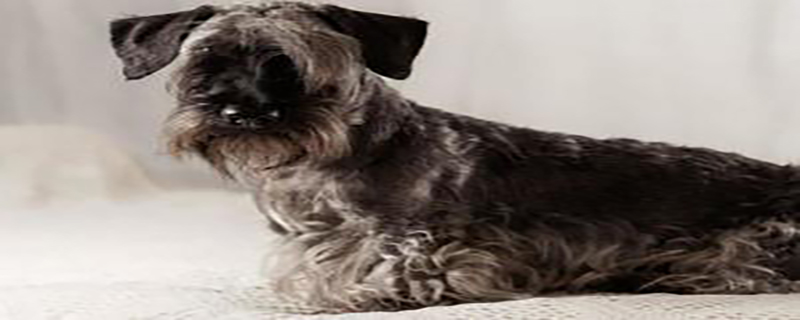 Czech Terrier diarrhea blood in stool how to do