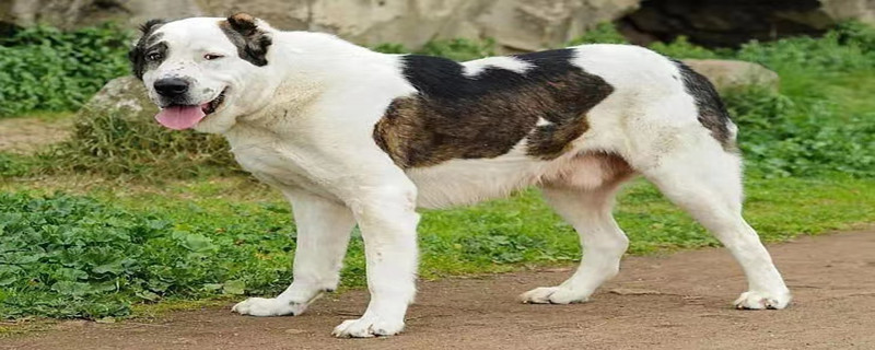 What are the symptoms of canine distemper in Central Asian Shepherd Dogs?