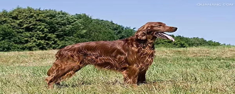 What to do if bitten by an Irish Setter